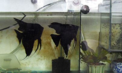 金龍魚和燕魚混養：金龍魚可以和燕魚混養嗎？