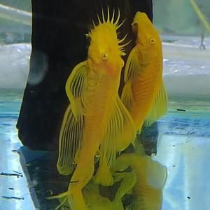 金龍魚和燕魚混養：金龍魚可以和燕魚混養嗎？