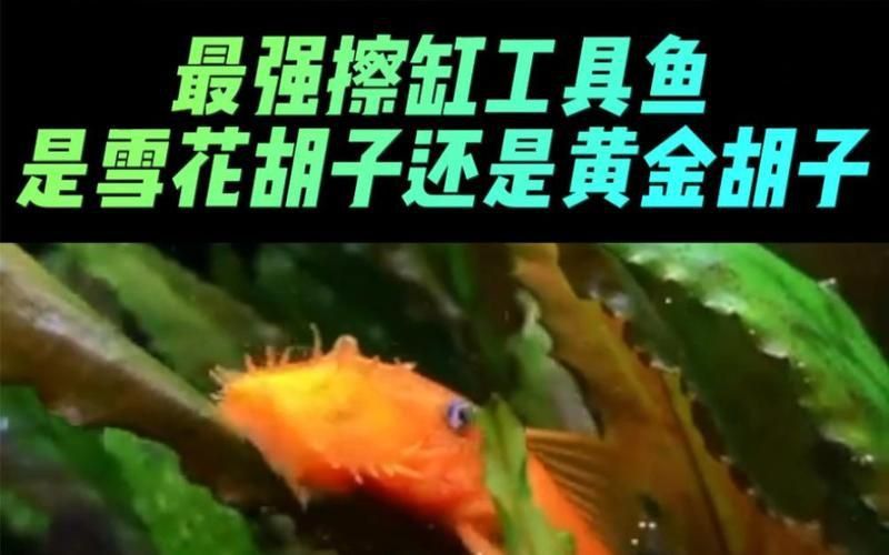 迷彩胡子和雪花胡子哪個好