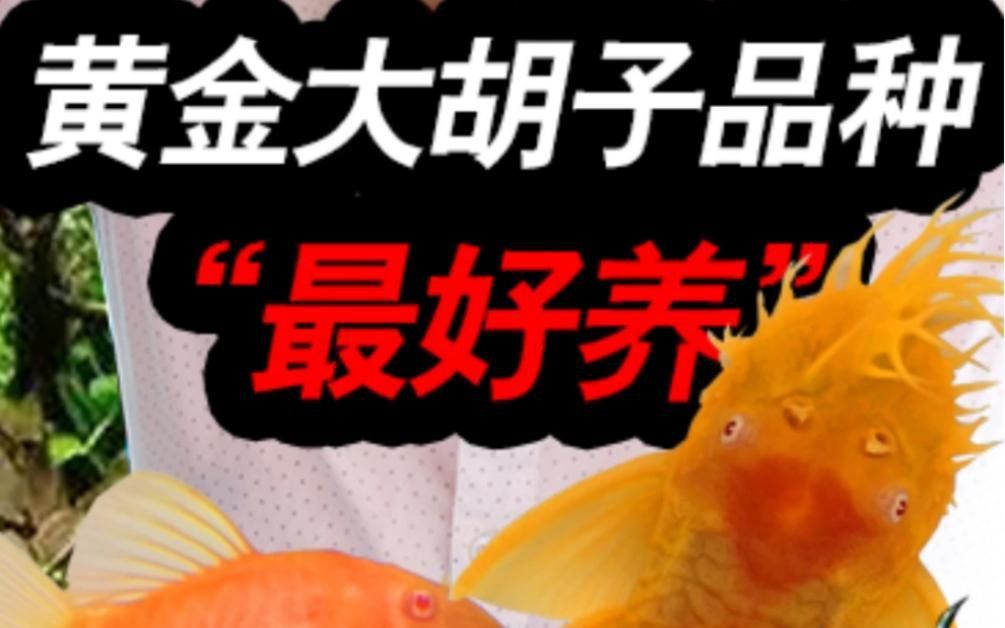 迷彩胡子和雪花胡子哪個好
