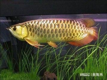 金龍魚品牌的全稱是什么？：金龍魚品牌的全稱 金龍魚品牌的全稱是什么？：金龍魚品牌的全稱 龍魚百科 第1張