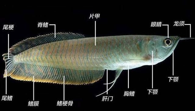 家里養(yǎng)銀龍魚(yú)有什么好處（養(yǎng)一條銀龍魚(yú)的風(fēng)水作用是什么銀龍魚(yú)的風(fēng)水作用是什么） 家里養(yǎng)銀龍魚(yú)有什么好處（養(yǎng)一條銀龍魚(yú)的風(fēng)水作用是什么銀龍魚(yú)的風(fēng)水作用是什么） 龍魚(yú)百科 第3張