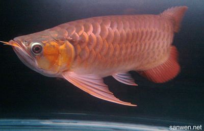 龍魚怎么樣長的快一點呢：關于龍魚的飼養方法