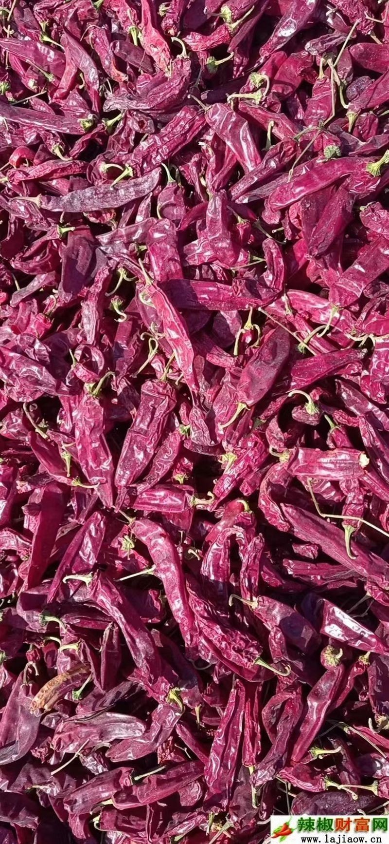 綠皮辣椒紅龍的市場價格是多少？