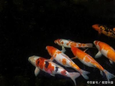 白寫錦鯉斑紋分布特點，
