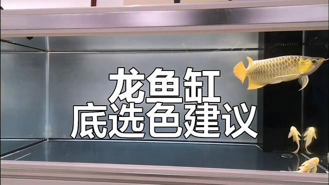 有哪些背景顏色適合紅龍魚拍攝？ 有哪些背景顏色適合紅龍魚拍攝？ 龍魚百科 第7張