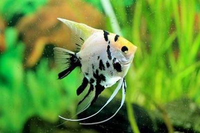 龍魚和燕子魚混養(yǎng)：龍魚和燕子魚混養(yǎng)的注意事項