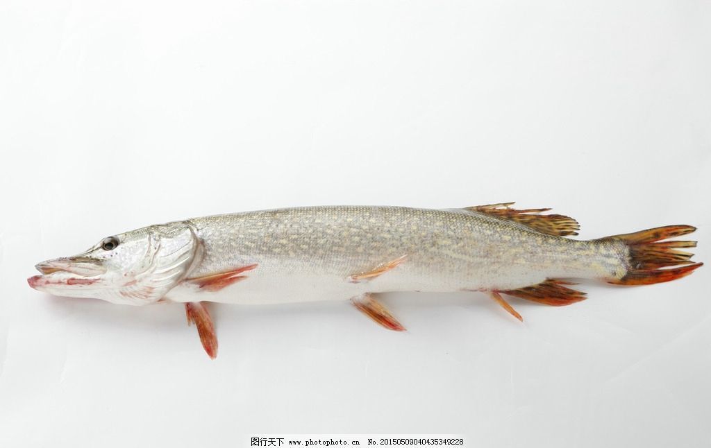 雪龍魚的食物選擇：雪龍魚的捕撈季節,如何辨別雪龍魚的新鮮度 雪龍魚的食物選擇：雪龍魚的捕撈季節,如何辨別雪龍魚的新鮮度 龍魚百科 第2張
