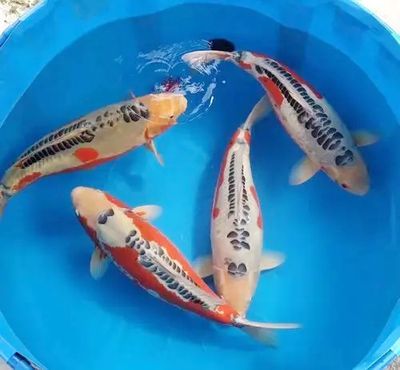 銀龍魚苗自切癥的急救措施：銀龍魚發生自切癥怎么辦
