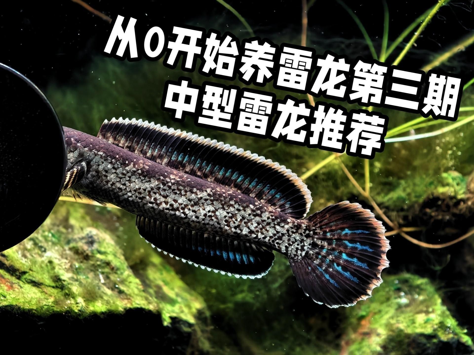 珍珠赤雷龍和月鱧的養殖難度如何？