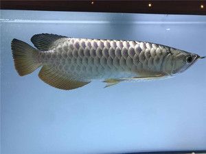立達金龍魚證書：關于立達金龍魚證書的解答，我可以給您提供以下解答