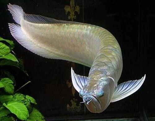 龍魚算風水魚嗎圖片