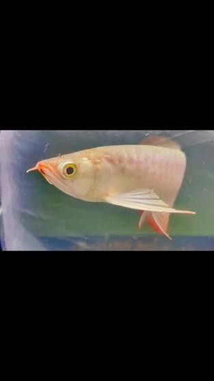 龍魚算風水魚嗎圖片