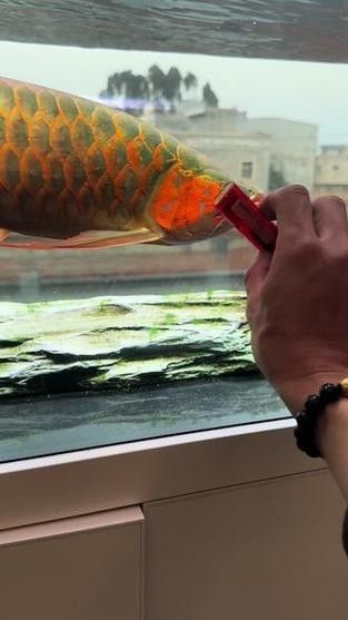 龍魚算風水魚嗎圖片