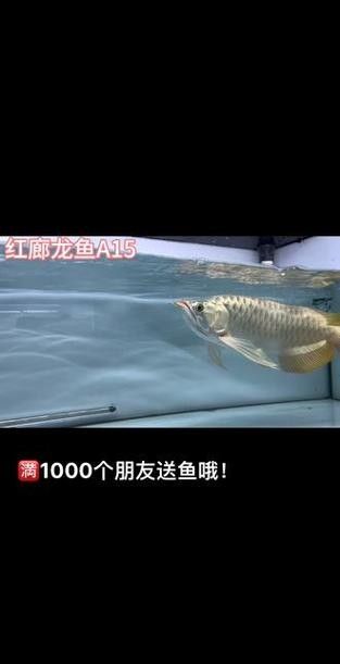 龍魚算風水魚嗎圖片
