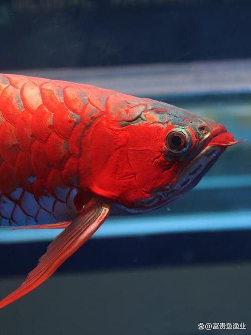 龍魚算風水魚嗎圖片