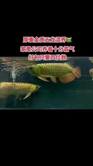 龍魚算風水魚嗎圖片