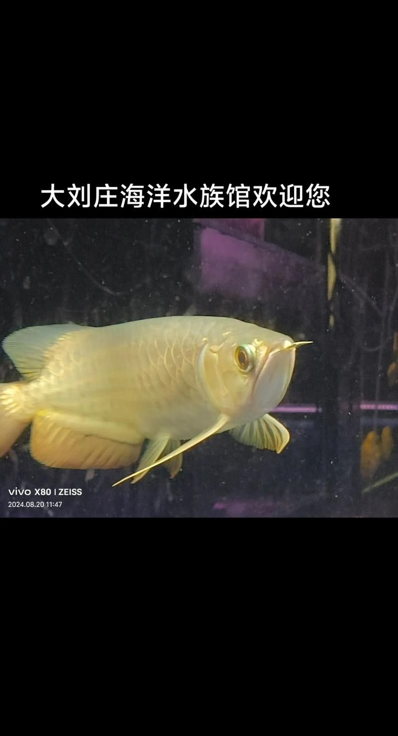 龍魚算風水魚嗎圖片