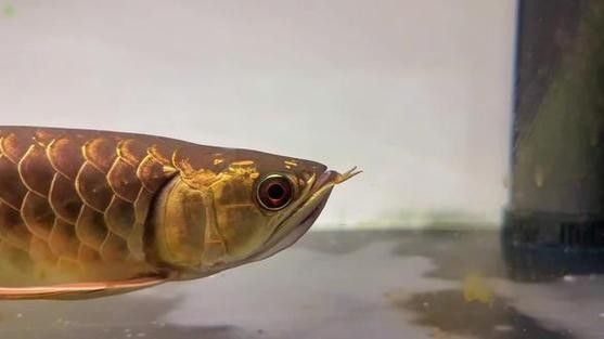 龍魚算風水魚嗎圖片