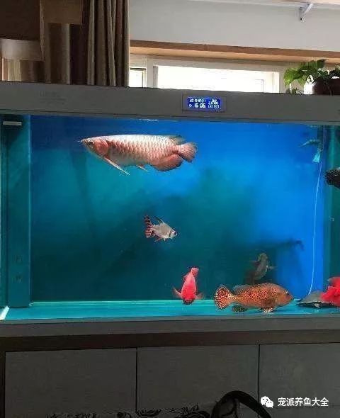龍魚算風水魚嗎圖片