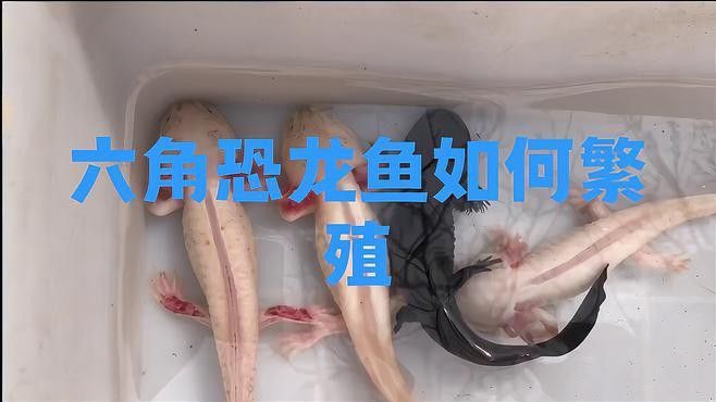 如何人工繁殖六角恐龍？