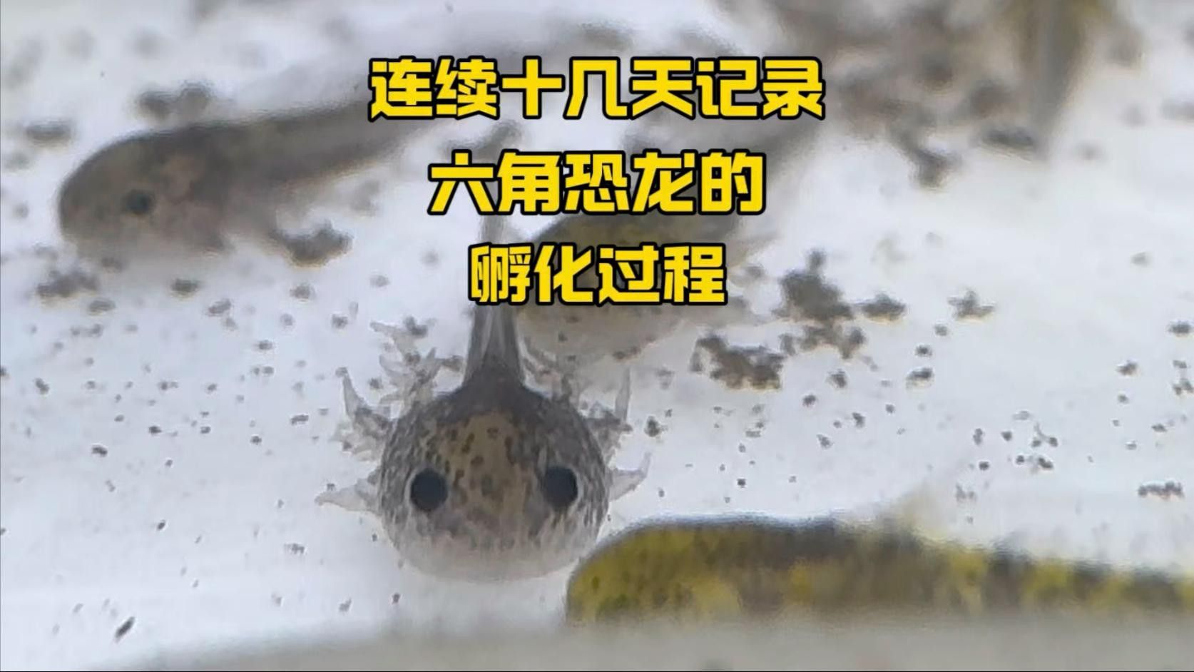 如何人工繁殖六角恐龍？