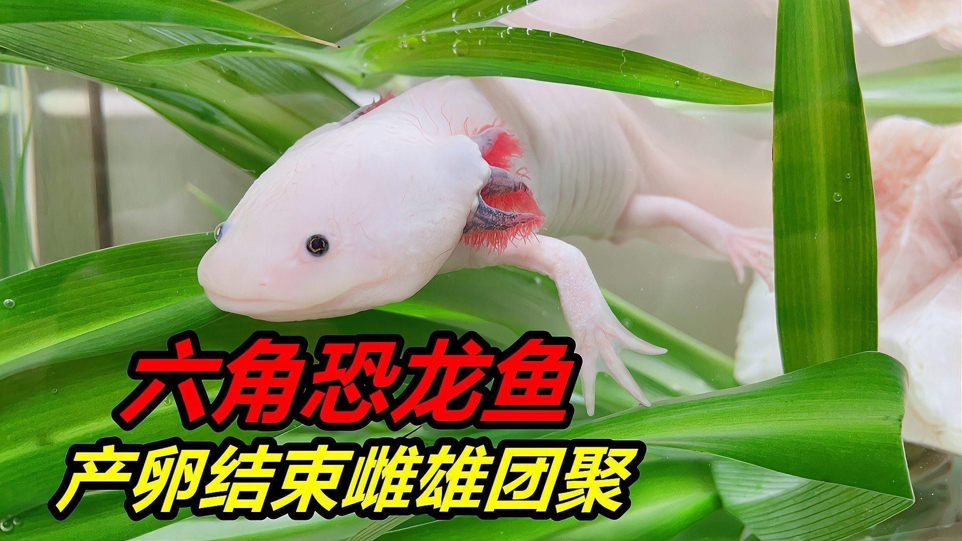 如何人工繁殖六角恐龍？