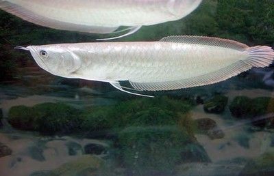 龍魚突然不吃食土霉素可以嗎怎么辦：龍魚突然不吃食可能是由于水質(zhì)惡化導(dǎo)致的水質(zhì)惡化導(dǎo)致