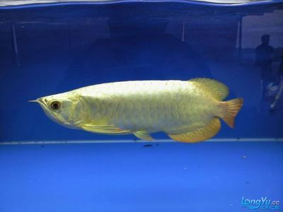 龍魚比賽規(guī)則最新（-龍魚比賽評(píng)判標(biāo)準(zhǔn)詳解-參賽規(guī)則）
