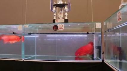 龍魚比賽規(guī)則最新（-龍魚比賽評(píng)判標(biāo)準(zhǔn)詳解-參賽規(guī)則）