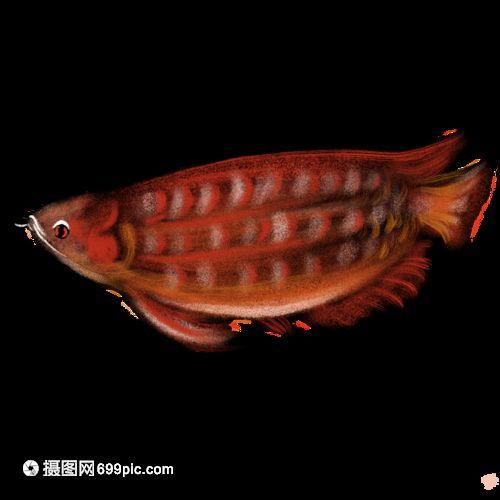 金龍魚動物百科全書（金龍魚的文化象征意義）
