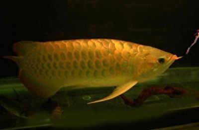 金龍魚動物百科全書（金龍魚的文化象征意義）