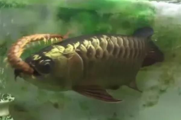 金龍魚上色加速技巧
