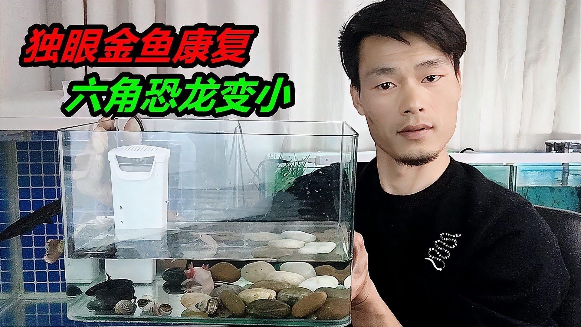 如何預防六角恐龍魚疾病？
