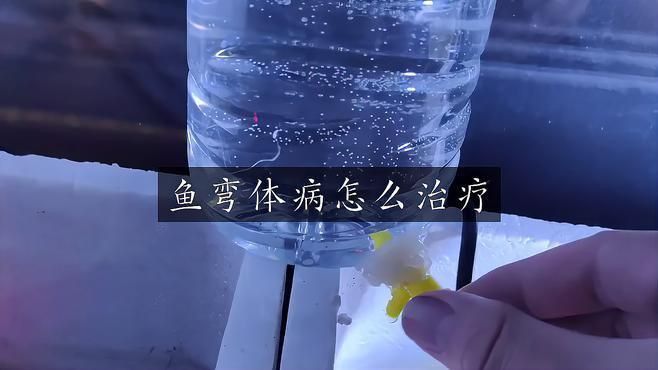 龍魚(yú)身體彎曲能完全恢復(fù)嗎？