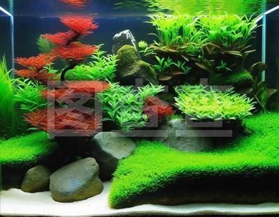 雪龍魚飼料營養(yǎng)成分對比表：雪龍魚飼料的營養(yǎng)成分及其推薦雪龍魚飼料的營養(yǎng)成分對比表