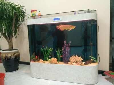 45cm寬的缸養金龍魚好嗎（45公分寬的魚缸能養金龍魚嗎?） 45cm寬的缸養金龍魚好嗎（45公分寬的魚缸能養金龍魚嗎?） 龍魚百科 第2張