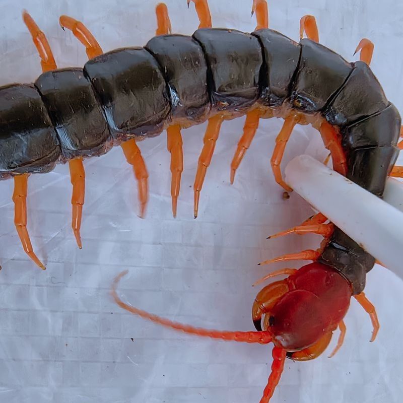 金龍魚吃活食好還是死食好:關于金龍魚應該喂食活食還是死食 龍魚百科 第3張 金龍魚吃活食好還是死食好:關于金龍魚應該喂食活食還是死食 金龍魚吃活食好還是死食好:關于金龍魚應該喂食活食還是死食 龍魚百科 第3張