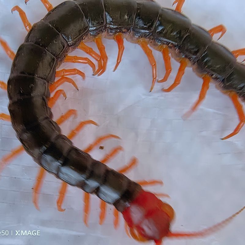 金龍魚吃活食好還是死食好:關于金龍魚應該喂食活食還是死食 龍魚百科 第1張 金龍魚吃活食好還是死食好:關于金龍魚應該喂食活食還是死食 金龍魚吃活食好還是死食好:關于金龍魚應該喂食活食還是死食 龍魚百科 第1張