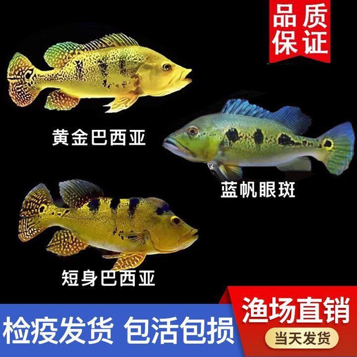 藍帆眼斑三間魚屬于什么檔次