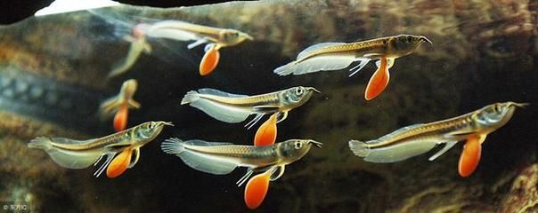 銀龍魚 發色（銀龍魚的發色受到哪些因素的影響）