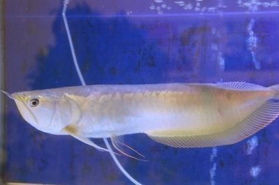 銀龍魚(yú)死亡前兆（銀龍魚(yú)在死亡前會(huì)出現(xiàn)哪些前兆？）