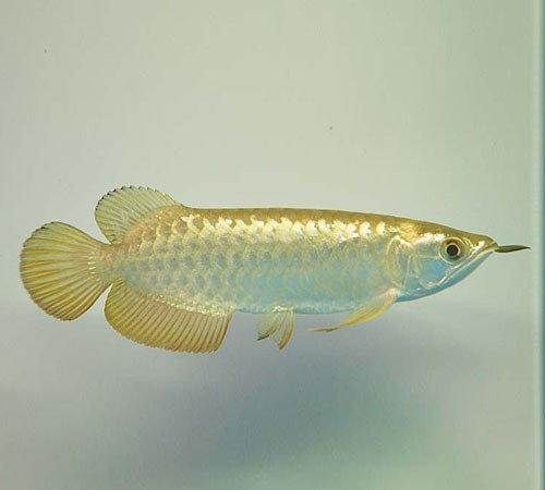 什么叫過背金龍魚圖：如何辨別過背金龍魚品質(zhì)