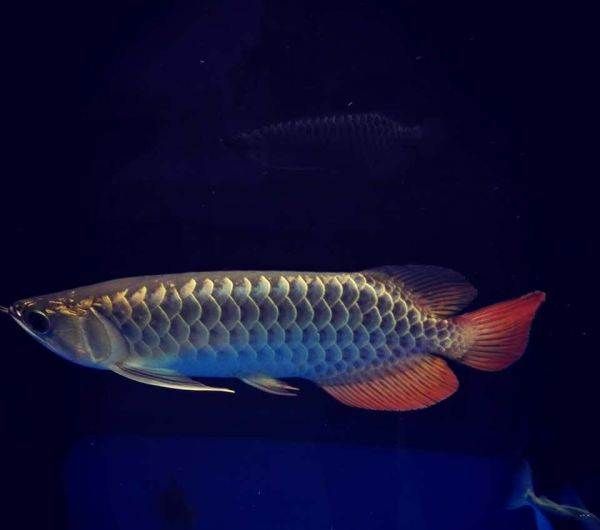 什么叫過背金龍魚圖：如何辨別過背金龍魚品質(zhì)