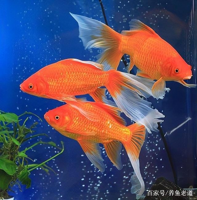 龍魚尾巴變紅什么原因