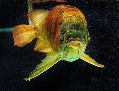 龍魚上浮不動,要么下去不動（龍魚上浮不動可能由多種原因引起，飼養(yǎng)者需要解決方法）