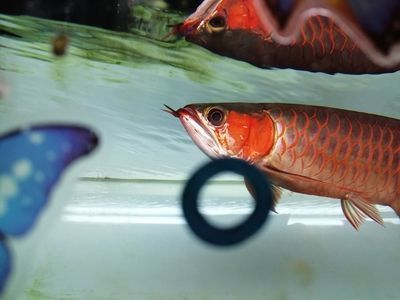 龍魚上浮不動,要么下去不動（龍魚上浮不動可能由多種原因引起，飼養(yǎng)者需要解決方法）