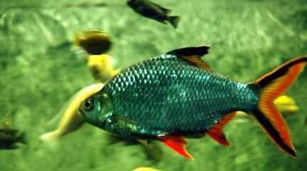 小金龍魚和虎皮魚能混養嗎：小金龍魚和虎皮魚可以混養嗎