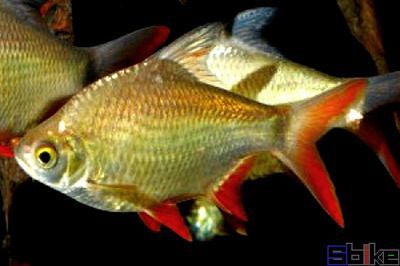 小金龍魚和虎皮魚能混養嗎：小金龍魚和虎皮魚可以混養嗎