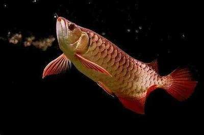 龍魚怕驚嚇嗎怎么回事：龍魚容易受到驚嚇，這是因為它們的內在膽小神經和對外界環境的敏感性